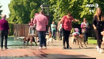 German hounds get exclusive access to a public pool for a day, and love it