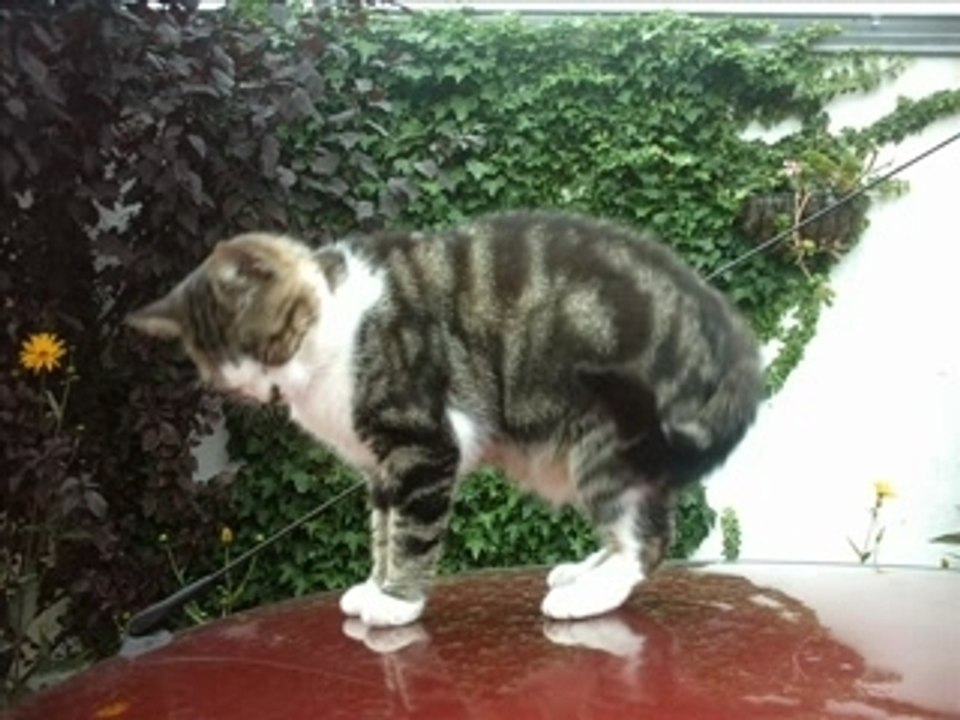 Minette adieu