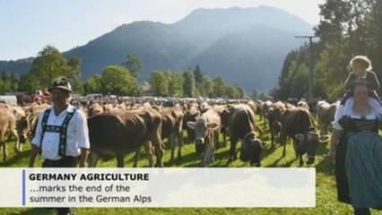 'Almabtrieb', traditional cattle drive in German Alps