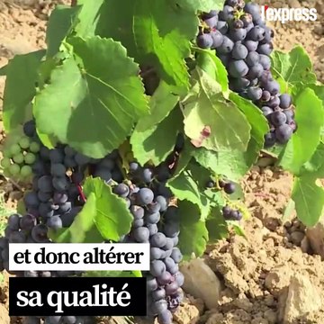 Et si des cépages du Moyen-Âge pouvaient sauver les vignes bourguignonnes?