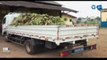 RTG/La mairie de Libreville vient de stopper la vente de bananes plantains sur le marché et a saisi un stock en provenance du Cameroun