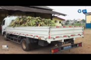 RTG/La mairie de Libreville vient de stopper la vente de bananes plantains sur le marché et a saisi un stock en provenance du Cameroun