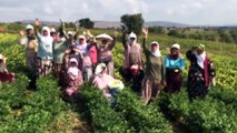 Tarım ve Orman Şurası için 10 bine yakın görüş iletildi - ANKARA