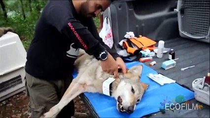 El Último Aullido del Lobo Mexicano , Documental.