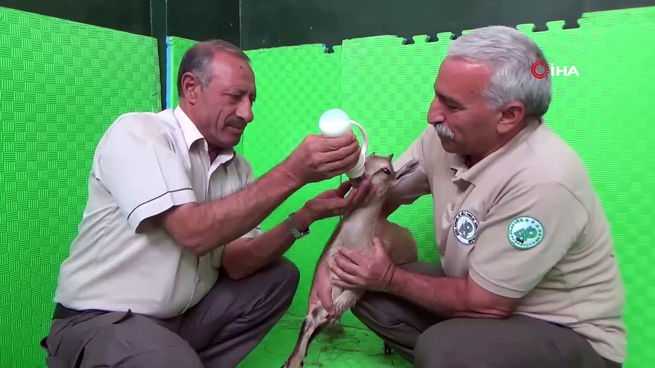 Mahsur kalan yavru dağ keçisi kurtarıldı