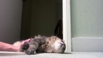 Oh yisss! Scratch scratch, purr purr... hold up, stop the presses... who is that handsome fellow!?