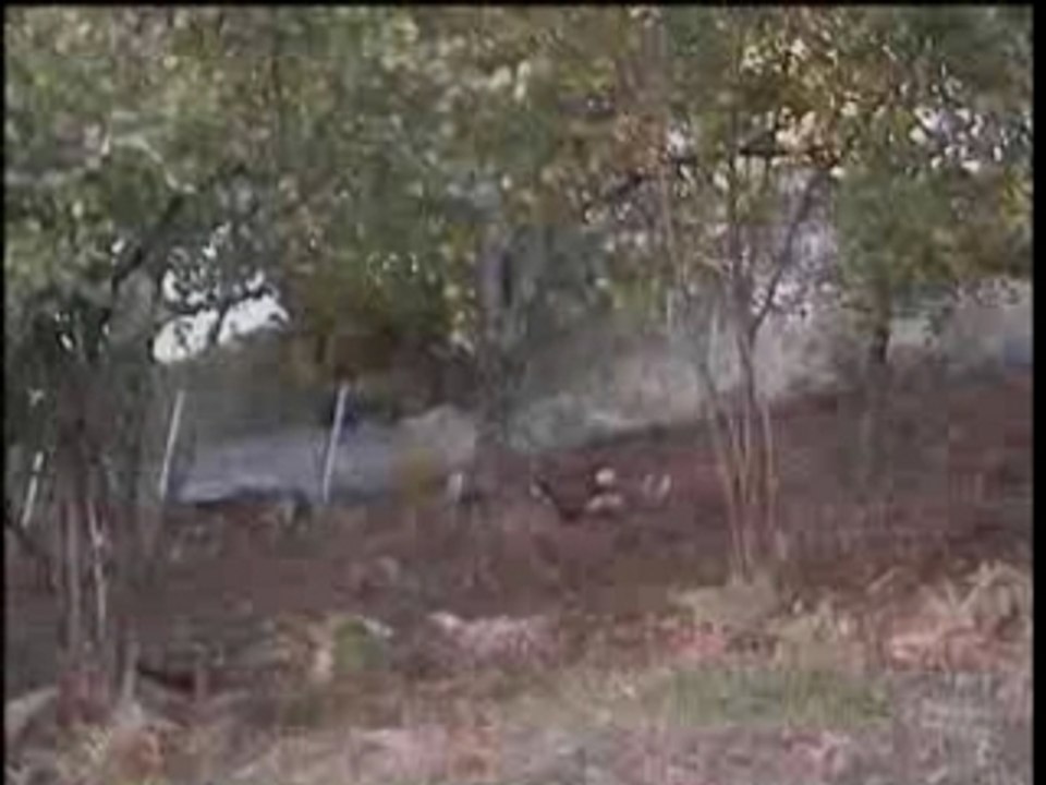 Exposé animaux Pyrénées (rapaces, mouflons....)