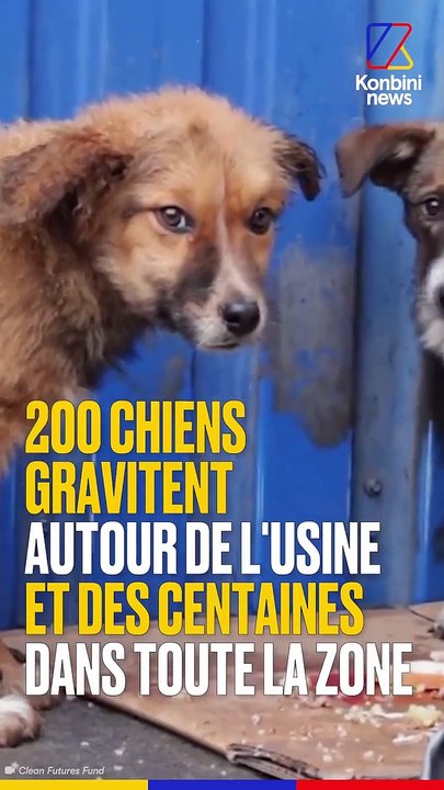 Les chiots de Tchernobyl, descendants des animaux abandonnés en 1986