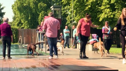 VIDEO | Un día de perros: una ciudad alemana abrió la piscina sólo para ellos