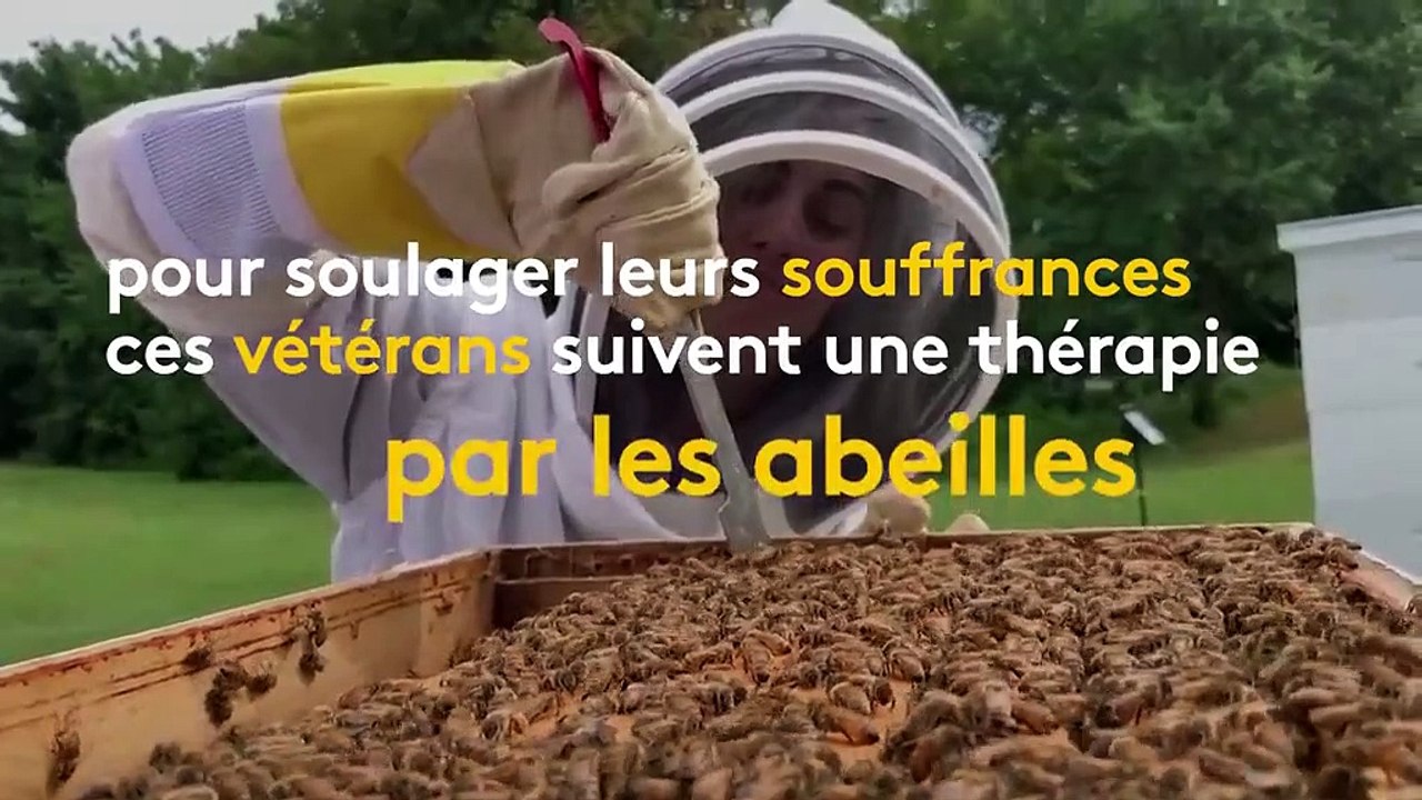 États-Unis : des abeilles au secours des vétérans