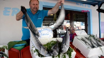 Zonguldak alaplı'da avlanan torikler 50 liradan satıldı
