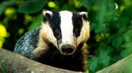 TalkRadio with Matthew Wright 9Sep19 - badger cull