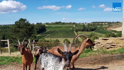 Laure PLAIT de la Chèvrerie des Hautes-Côtes à Echevronne