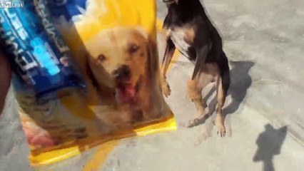 Il achète à manger pour un chien errant trop content !