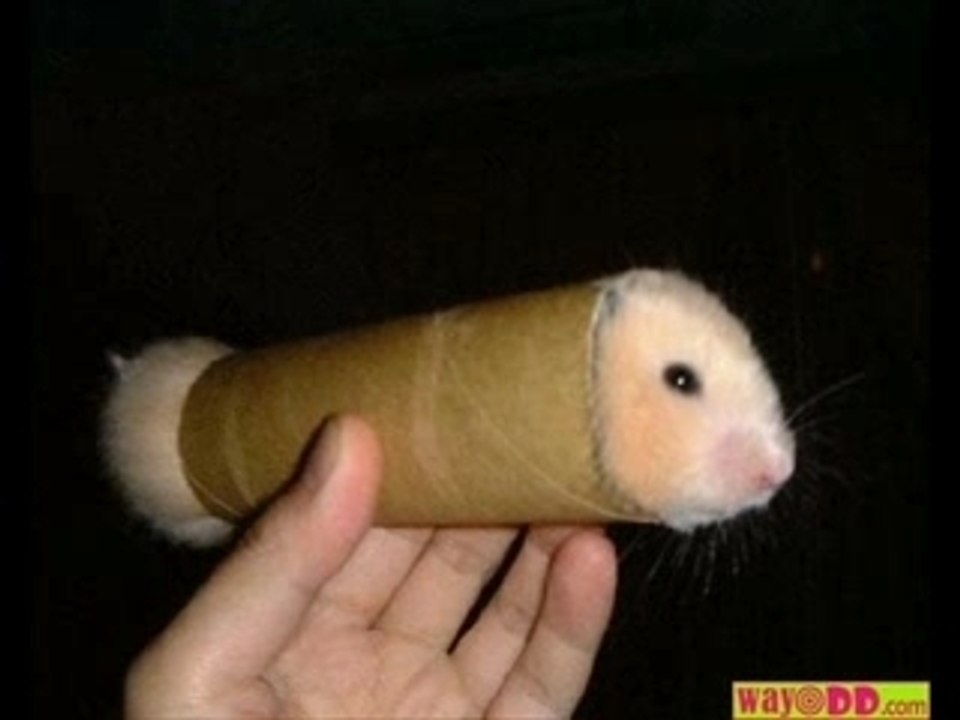 Hamster cramé - Dépêche de l'AFP sur RTL