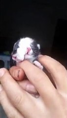 Un chaton né avec 2 visages sur la même tête en chine !