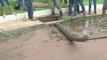 Des brésiliens découvrent un énorme anaconda coincé dans les égouts