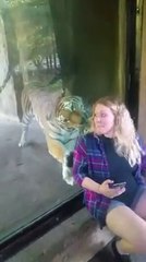 On dirait bien que ce tigre est amoureux de cette femme enceinte
