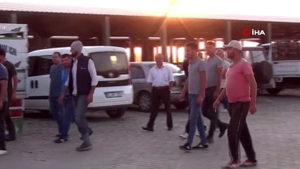 Genç çiftçilere 250 koyun hibe edildi