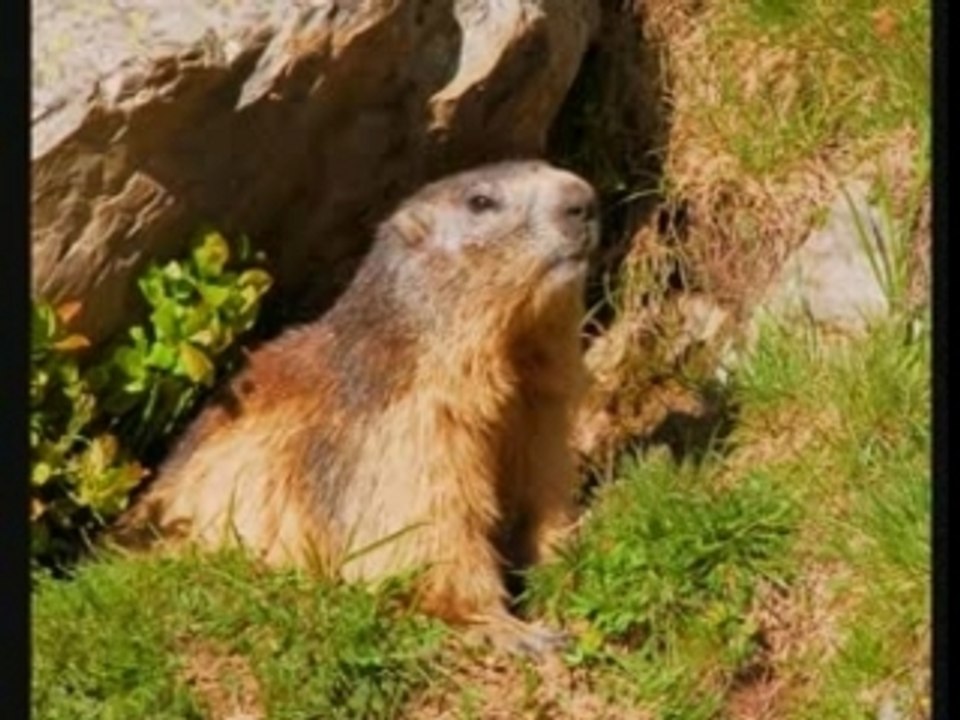 Exposé sur la marmotte