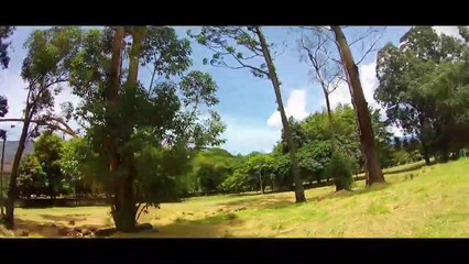 FPV - Moving Between Trees