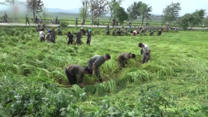 北, '링링' 피해 복구 총력 속 추석맞이 / YTN
