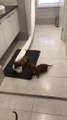 Puppies Pull Paper Roll From Toilet and Play With it