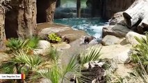 These Giant River Otters Are Expert At Using The Slide