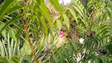 Jangal mein mangal Karte huye premi joda