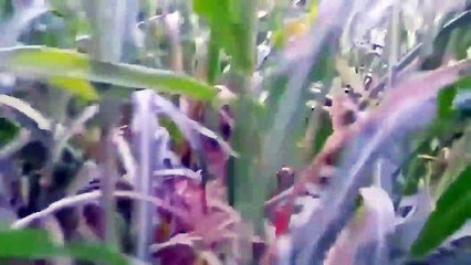 जंगल मे भईल मंगल ,_⁄_⁄ jangal Me Mangal (please subscribe my channel )