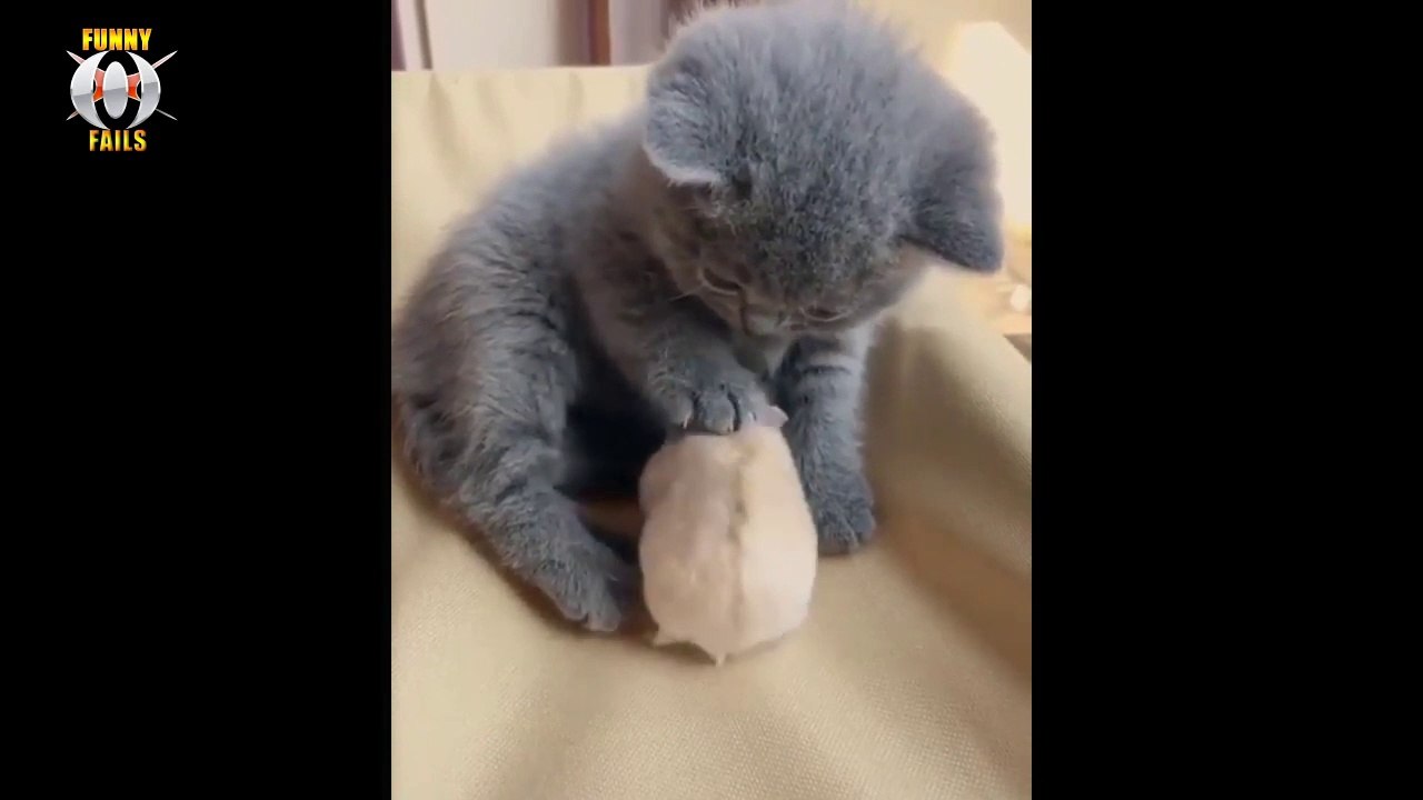 CATS will make you LAUGH YOUR HEAD OFF - Funny CAT compilation (2019)