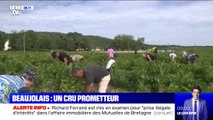  Immersion dans les vendanges du Beaujolais, dans un vignoble où l'on récolte le raisin en famille