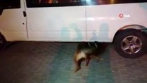 Minibüste gizlenen 50 kilo eroin narkotik köpeği 'Kara'ya takıldı