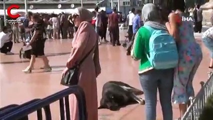 Taksim’de sevdiği köpek tarafından ısırıldı