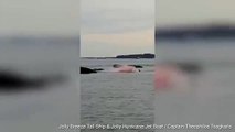 Des touristes hurlent de terreur lorsque, sous leurs yeux, un phoque est déchiqueté par un grand requin blanc - VIDEO