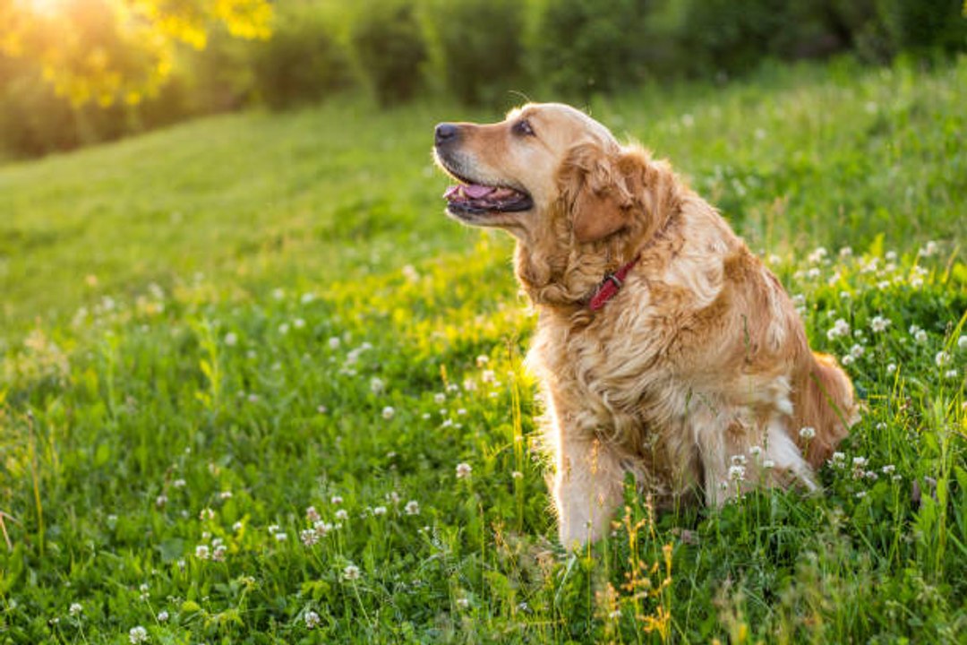 Les précautions à prendre pour un chien qui vit dehors