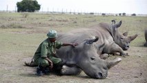 Scientists create embryos in bid to save northern white rhinos