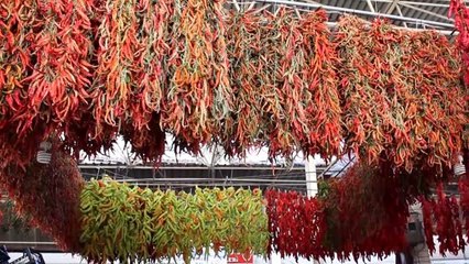 Ekmeklerini "acı"dan çıkartıyorlar