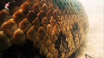 Download Video: Faccia a faccia con un'anaconda: il serpente nuota a due passi dal sub | Notizie.it