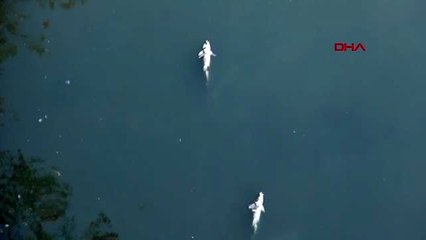 Bartın ırmağı'nda balık ölümlerine karşı su takviyesi