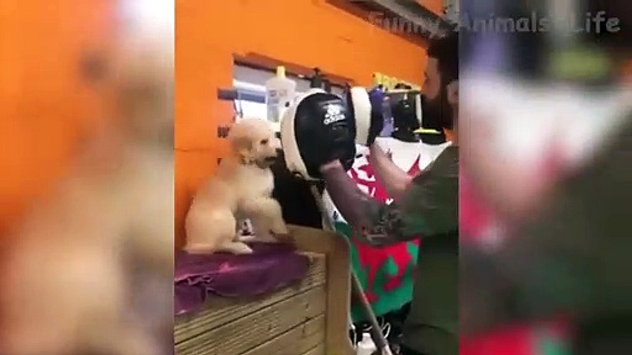  Tente não rir!  Gatos Cachorros - Animais de engraçados divertidos brincando 