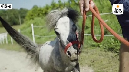 દુનિયાનો સૌથી ઠીંગણો ઘોડો, ઊંચાઈ 56.7 સેમી એટલે કે 1 ફૂટ 10 ઇંચ છે