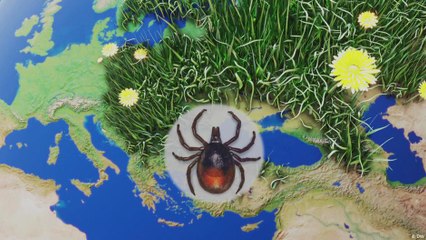 اتنقال القراد من منطقة إلى أخرى