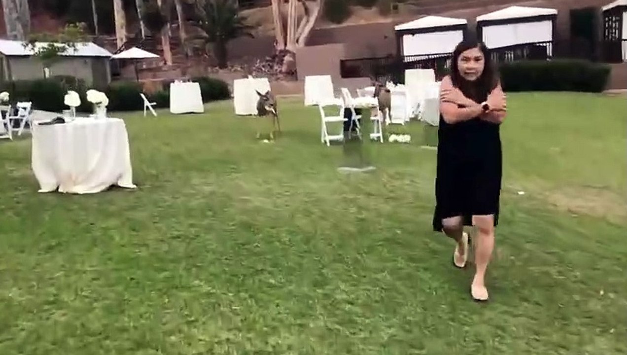 Mariage : ces biches mangent les fleurs de décoration de la cérémonie !