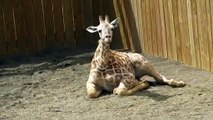 Azizi the Giraffe At Animal Adventure Park