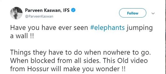 Elephants jump over wall to return to jungle in devastating video | Oneindia Malayalam