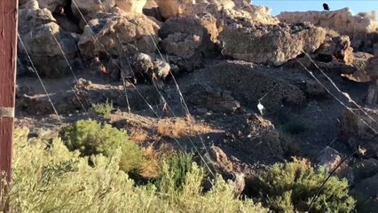 Spiders Gather a Giant Web Together