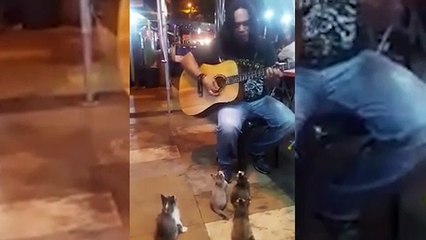 4 Gatinhos param para ouvir cantor de rua que as pessoas ignoravam