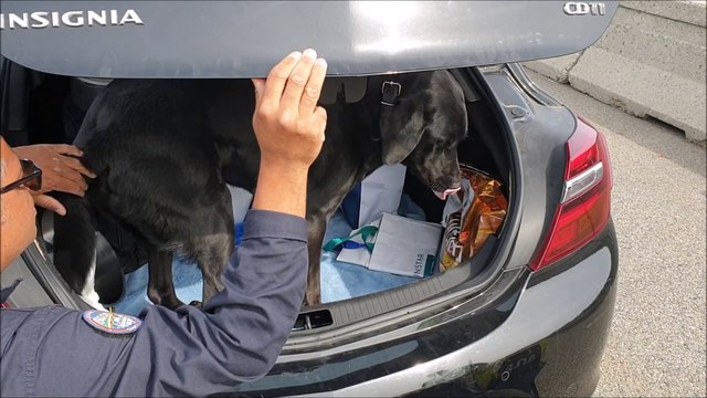 Le chien Gilloux, chercheur de stupéfiants