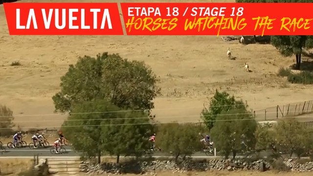 Les chevaux regardent la course / Horses watching the race - Étape 18 / Stage 18 | La Vuelta 19
